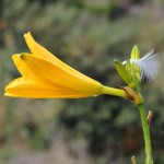 Blomst i Taganana